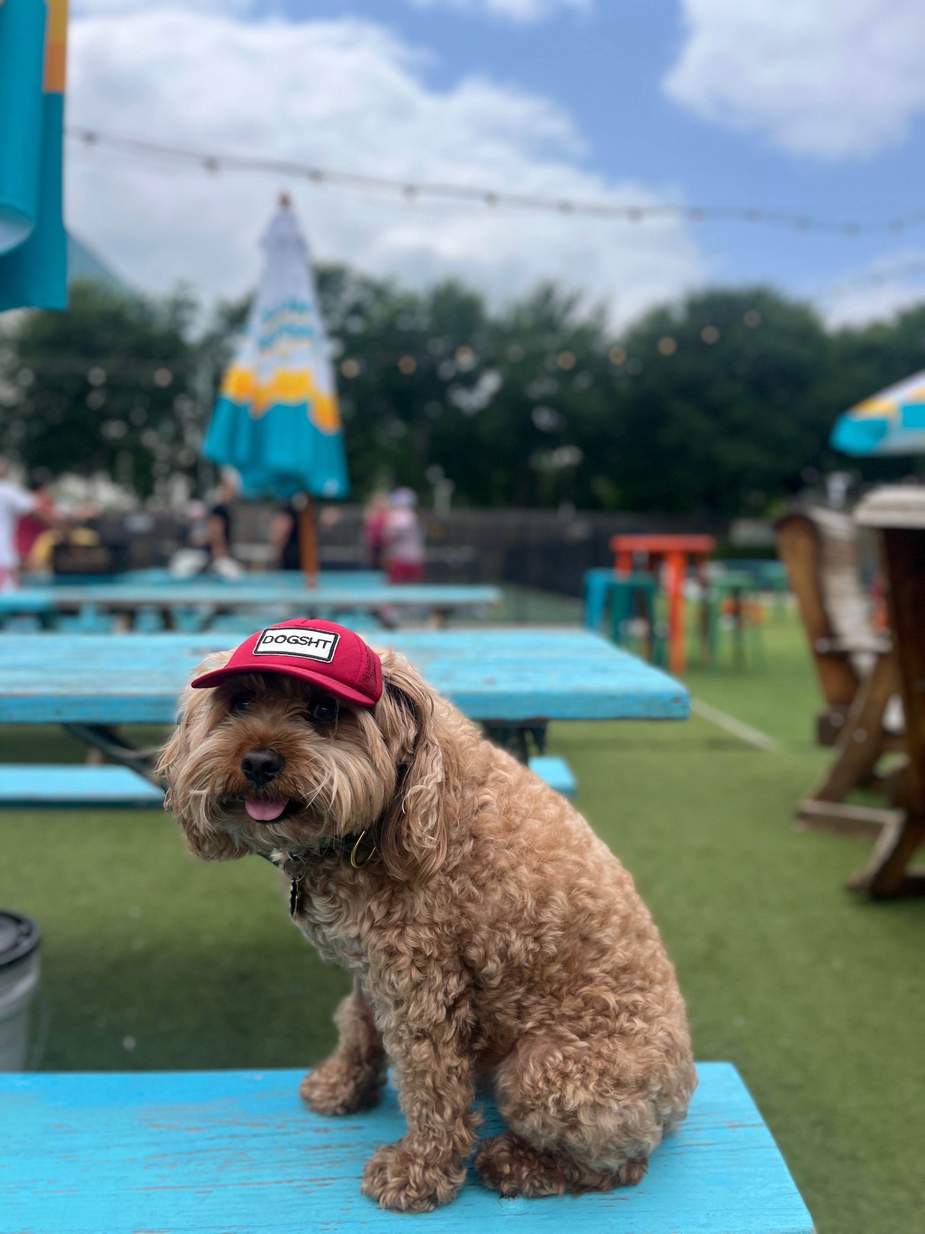 DOGSHT Hats for Dogs