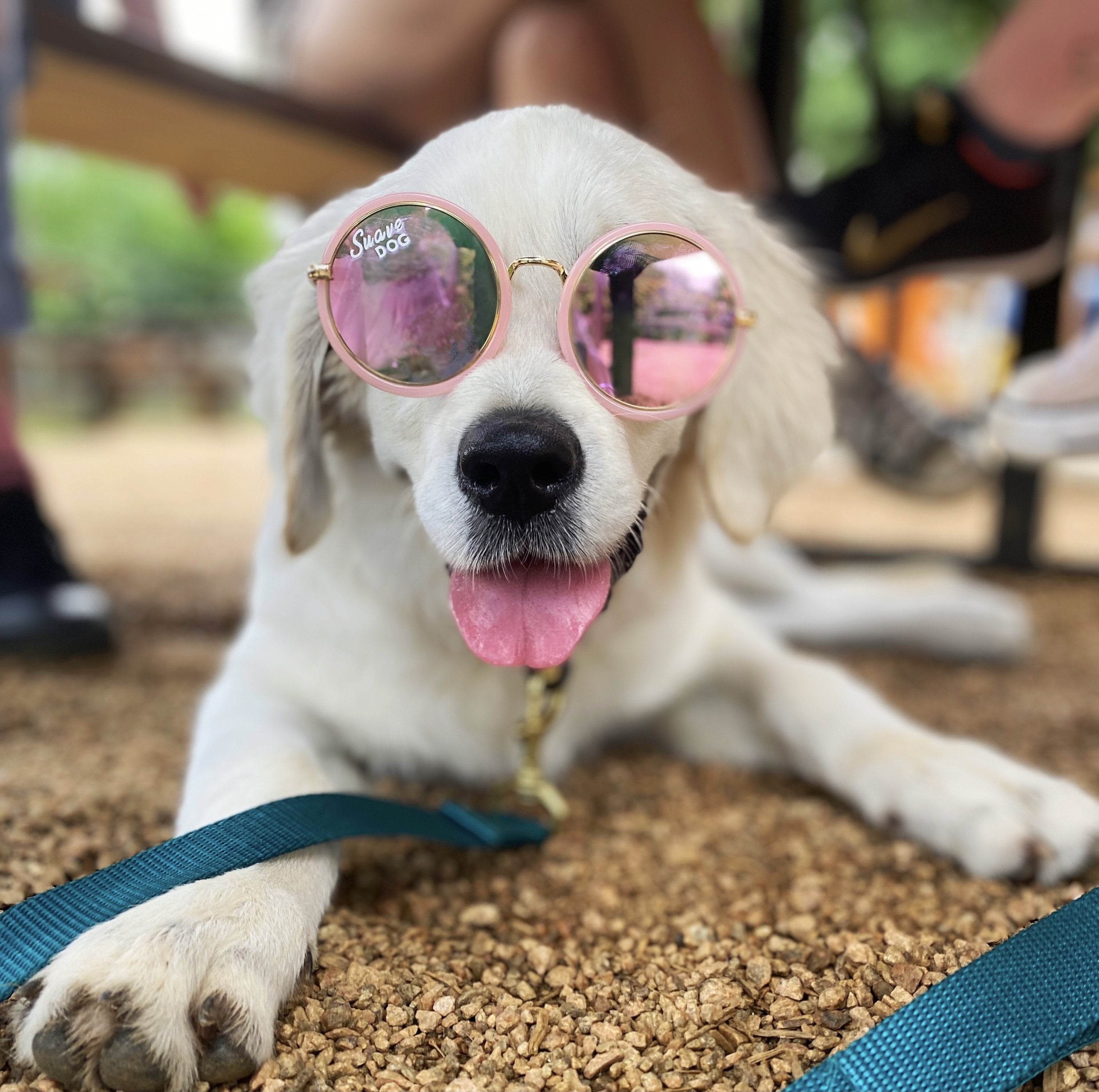 Dog Sunglasses Austin Texas Local