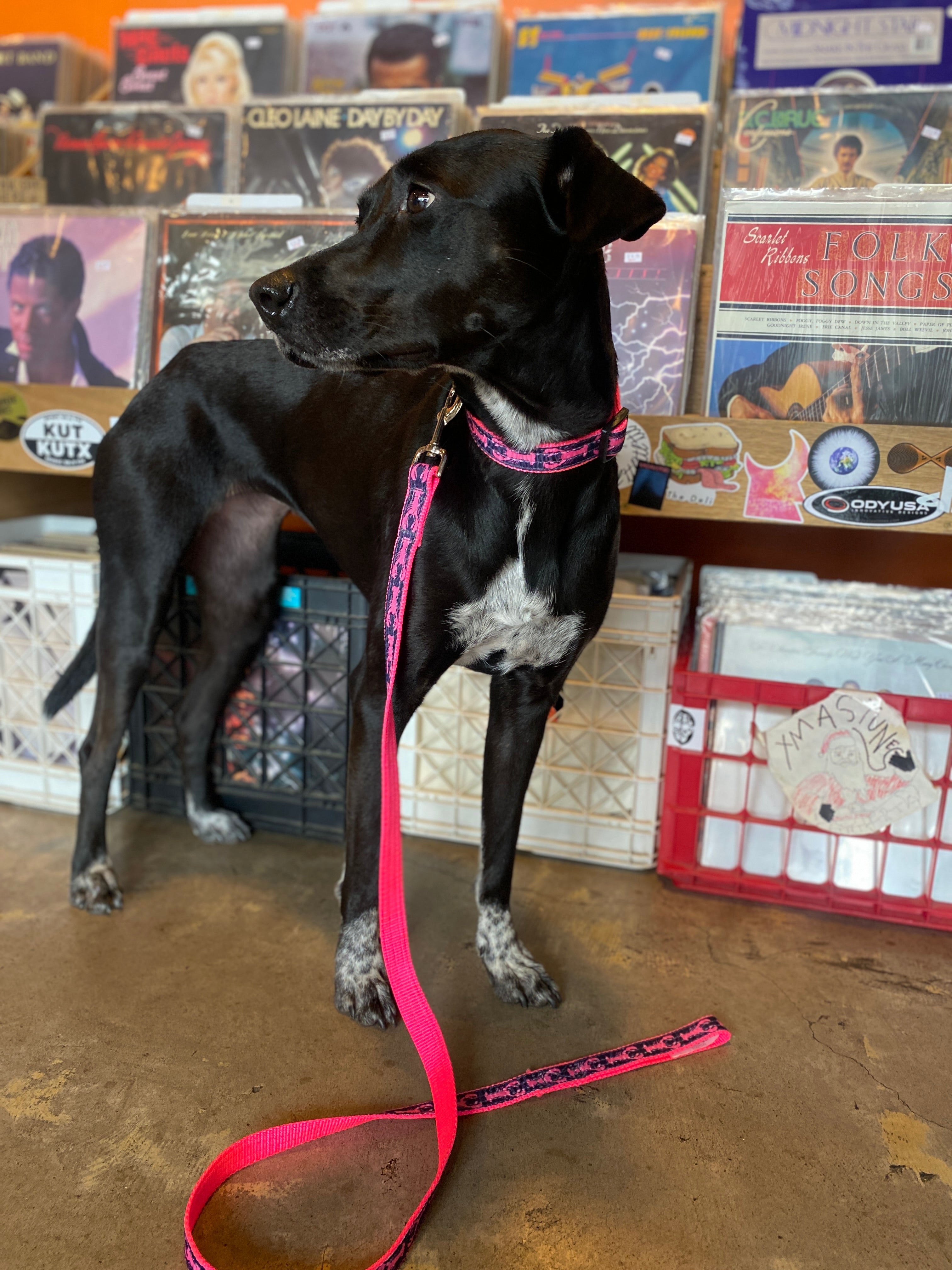 pink lobster collar and leash set on pretty black dog