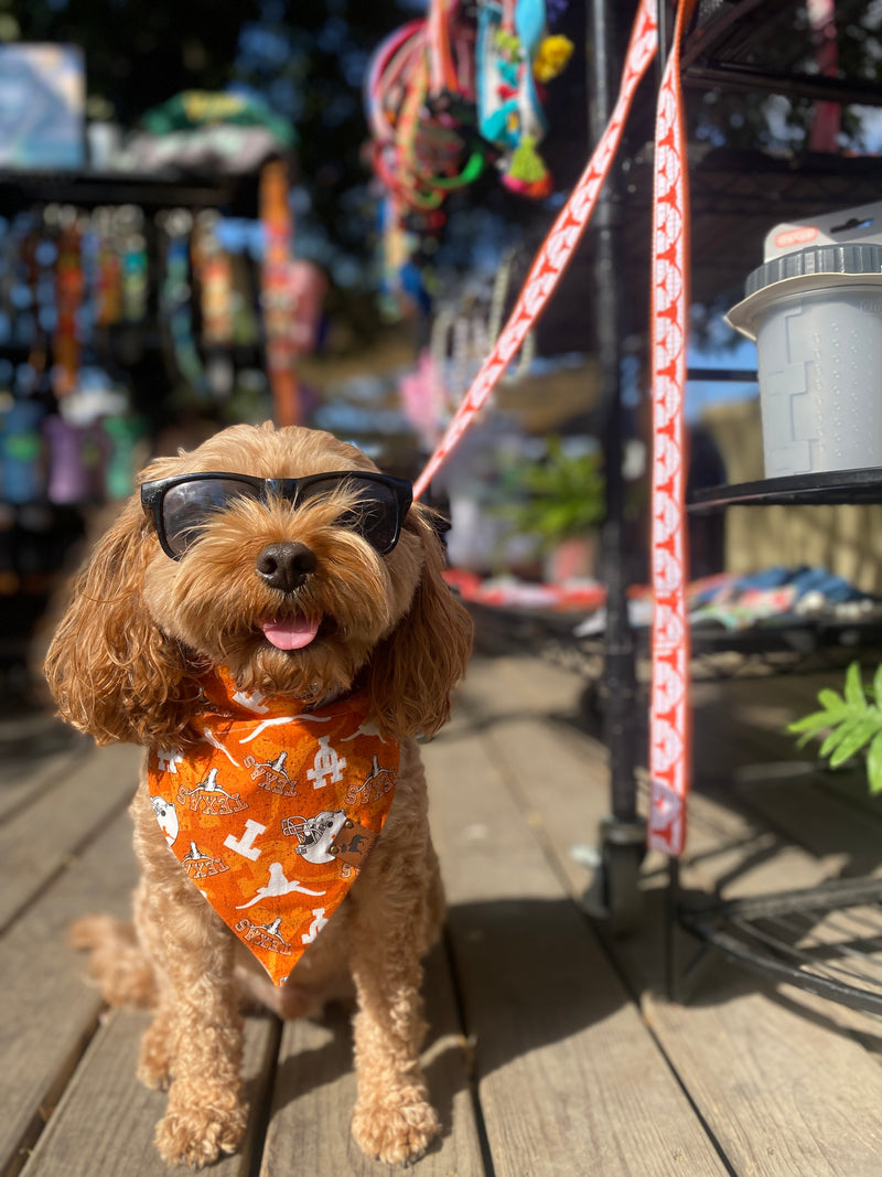 University of Texas Leash