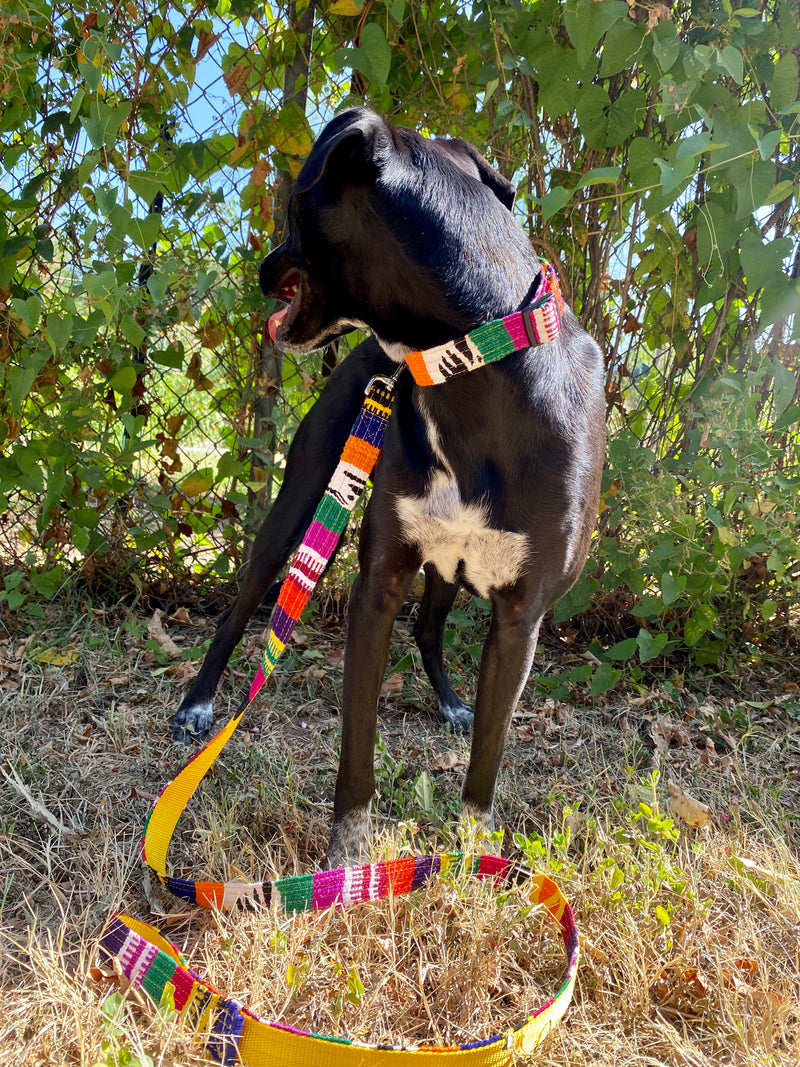 Mexican Belt Leash