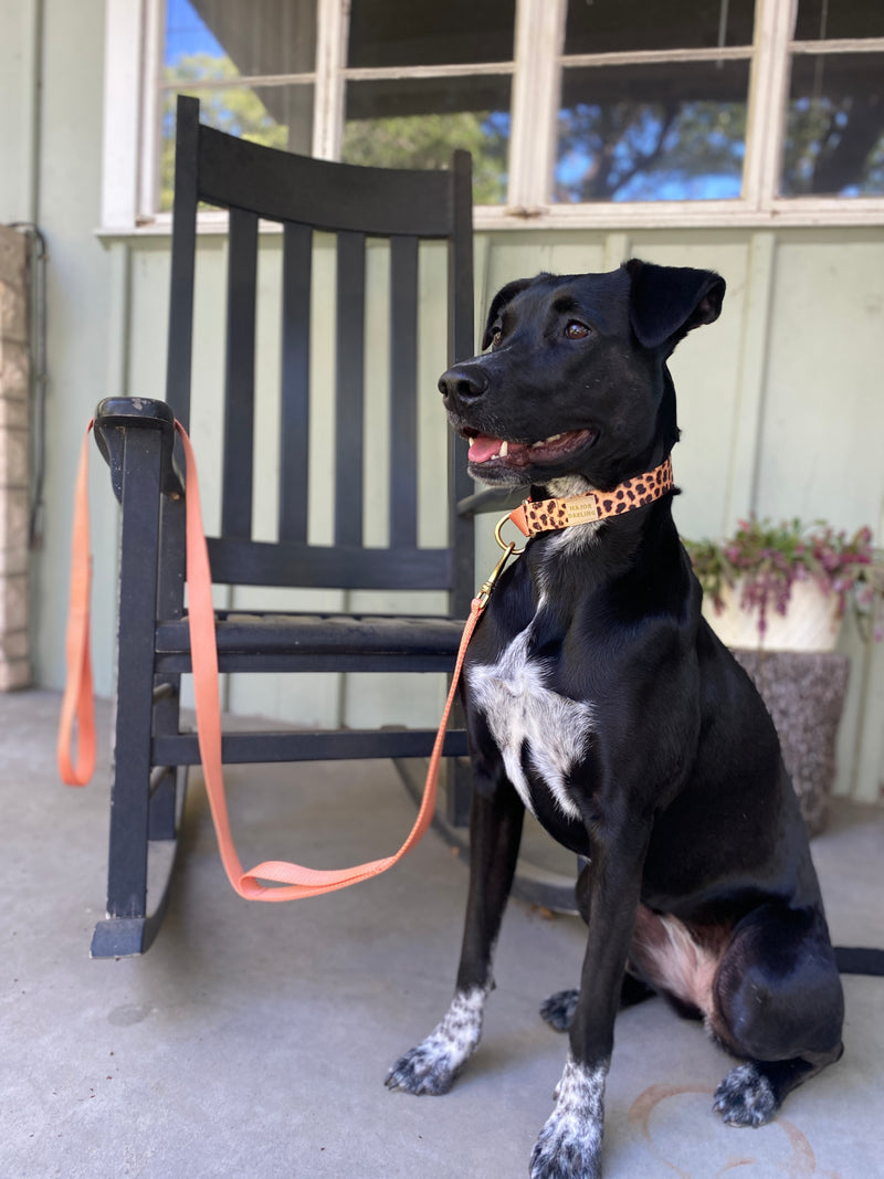Leopard and Peach Martingale Collar