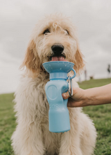 Springer Travel Water Bottle