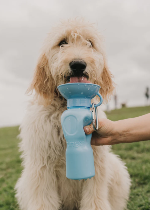 Springer Travel Water Bottle