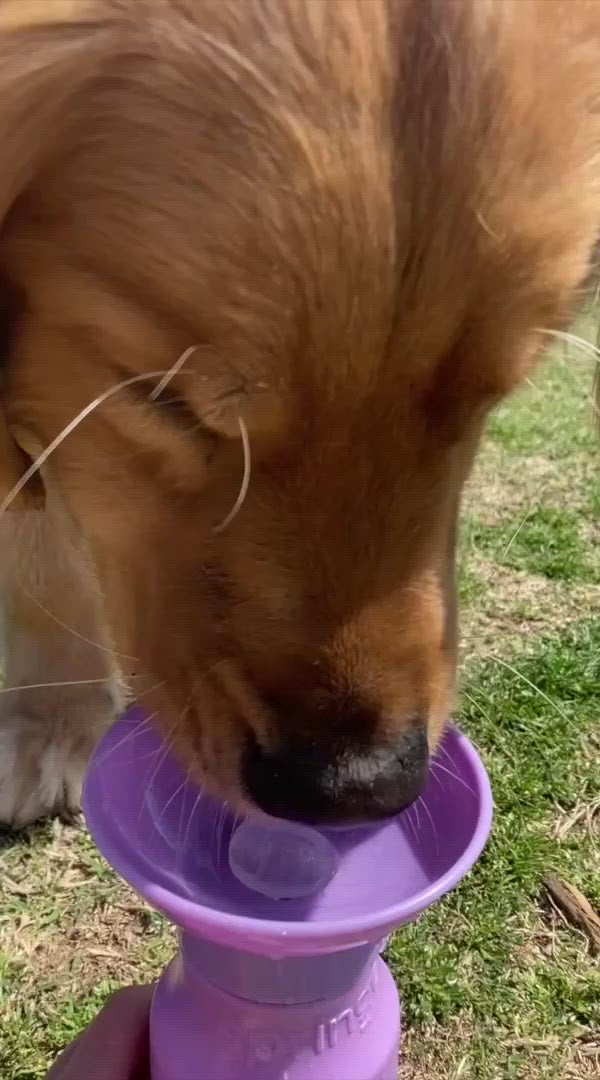 Classic Dog Travel Water Bottle