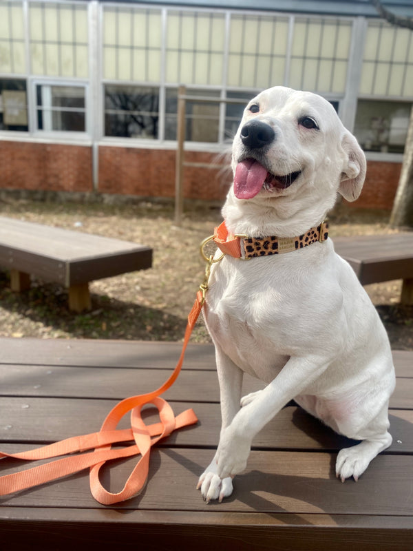 Leopard and Peach Martingale Collar