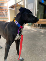 mexican belt collar on a mexican rescue dog with red leather leash