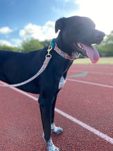 Giraffe & Teal Martingale Collar