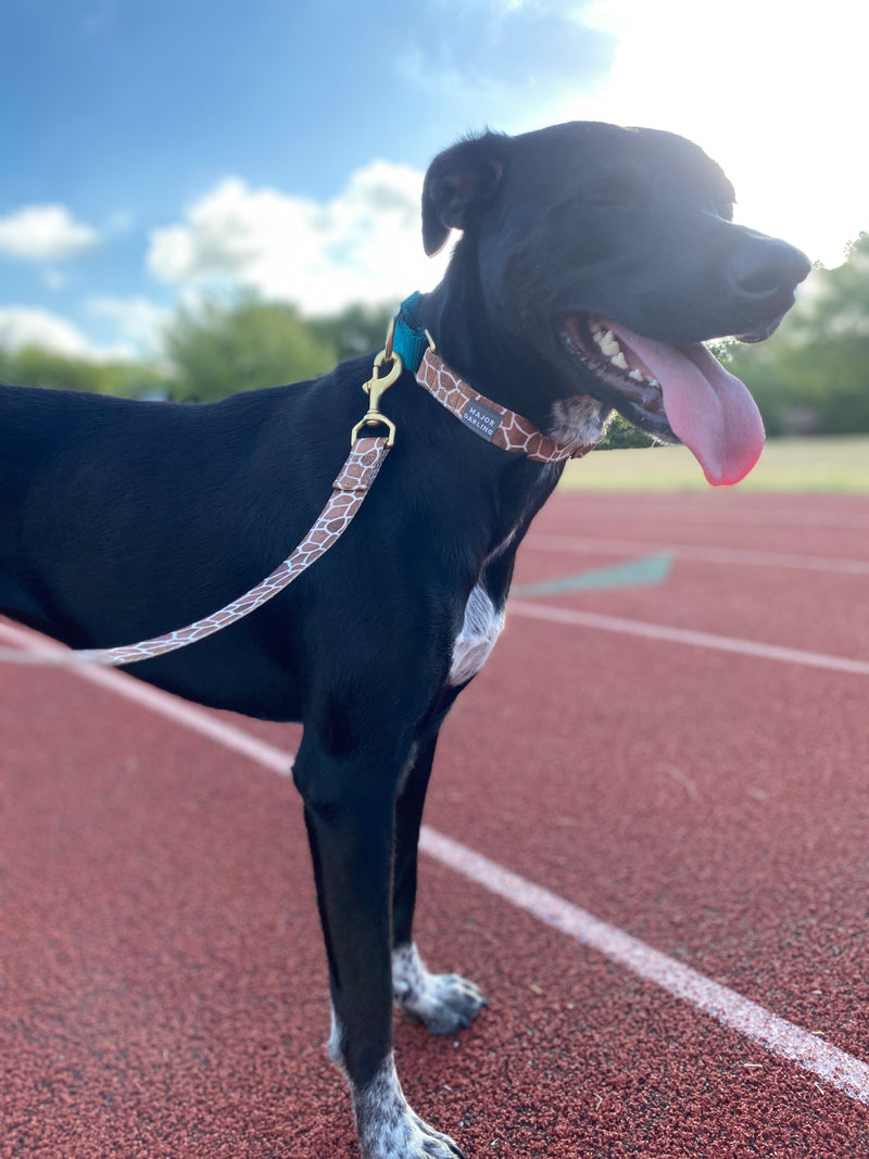 Giraffe & Teal Martingale Collar