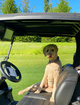 Ted the poodle in golf cart wearing black and white handmade artisan collar 