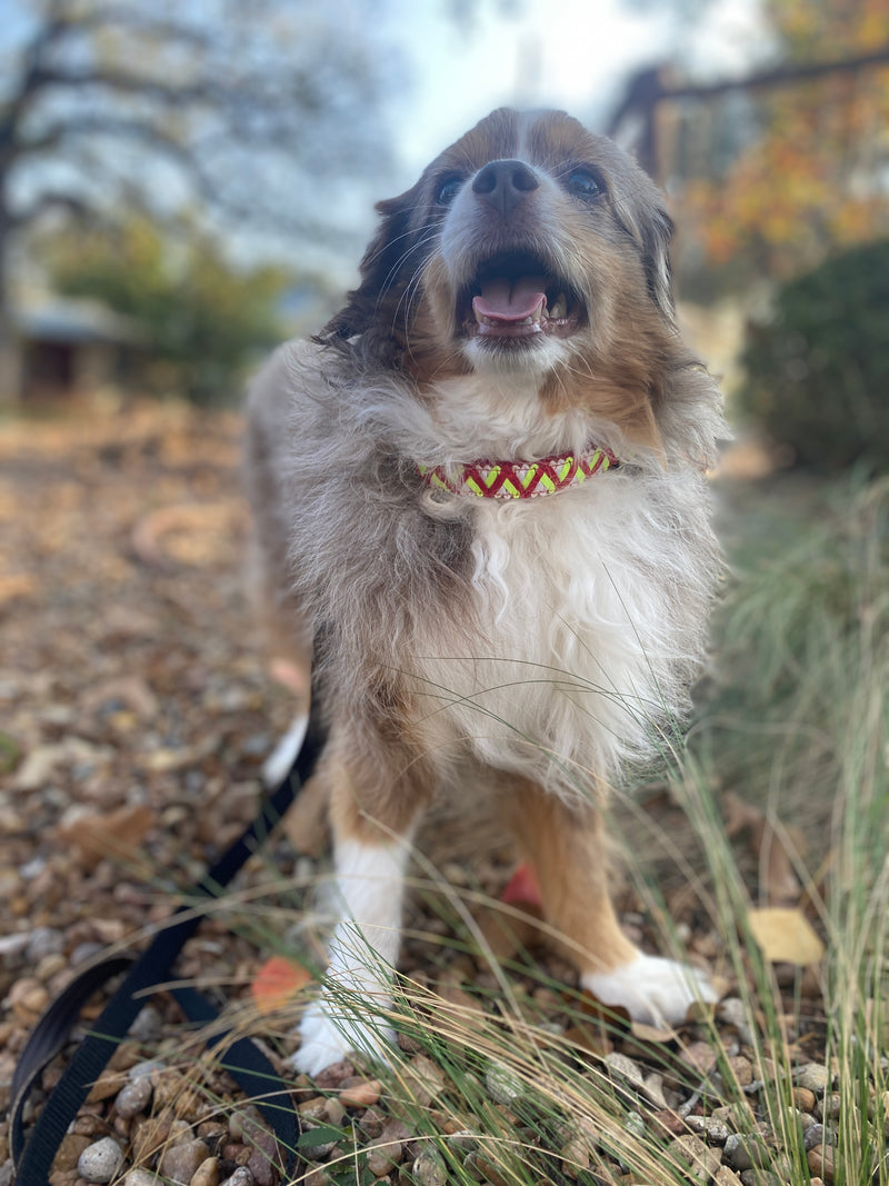 Red Green Zigzag Collar