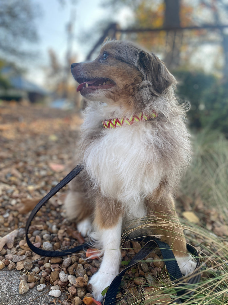 Red Green Zigzag Collar