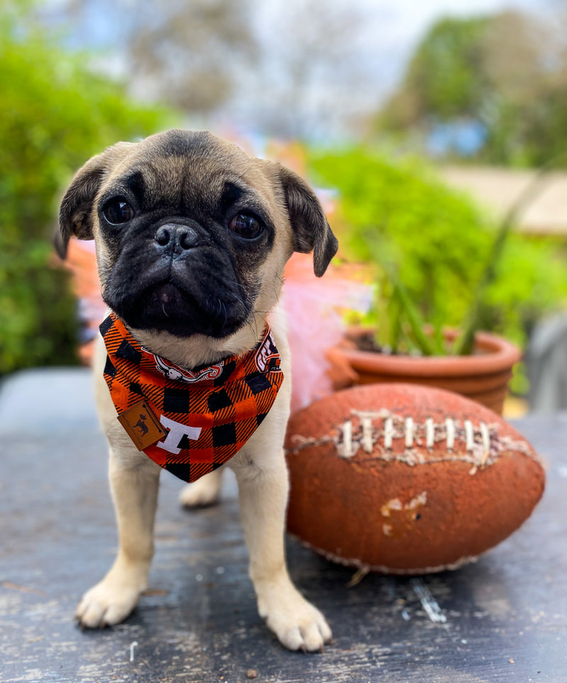 pug puppy in University of Texas Bandana