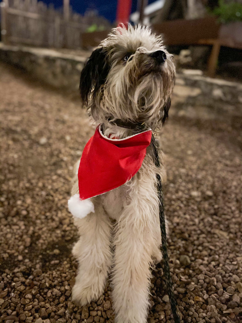 Santa Paws Bandana