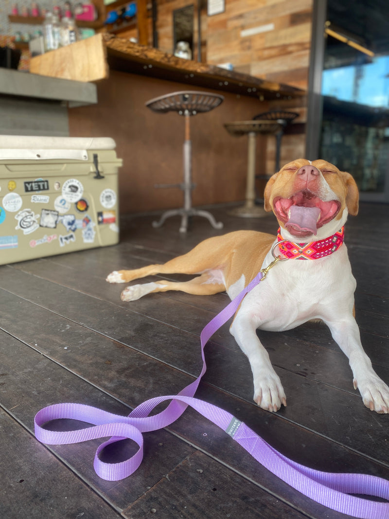 Neon the mutt from Queer Eye for the Straight Guy modeling lilac leash at the Yeti store in Austin Texas