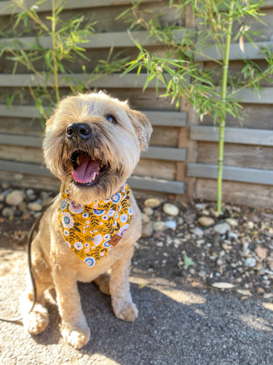 Wheaton Terrier in a Yellow Flower Flannel Over the Collar Dog Bandana 