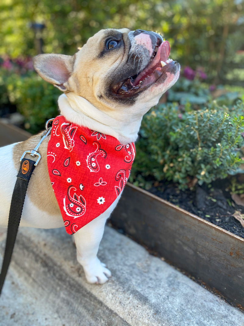 French Bulldog in Red Western Paisley Dog bandana