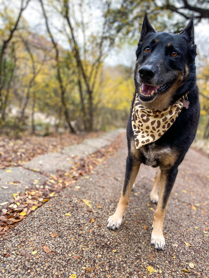 Leopard print dog bandana over the collar