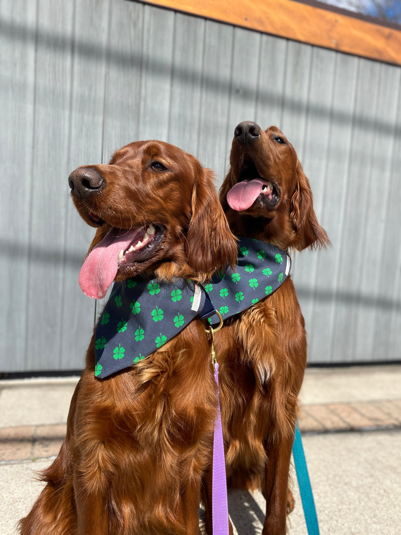 Irish setters in matching lucky irish dog bandanas