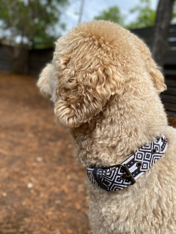 Ted the poodle modeling his beautiful black and white woven artisan handmade leather dog collar