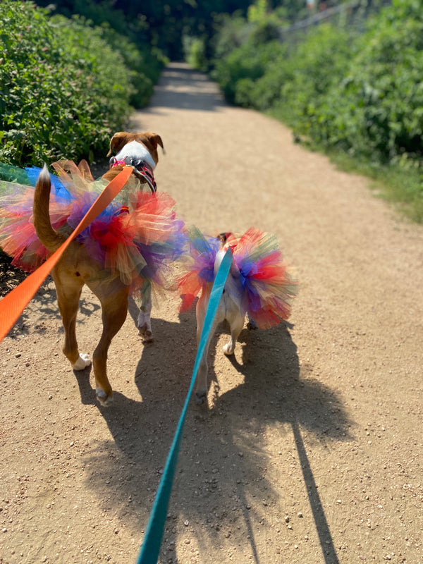 @neonthemutt and Olive the pug in rainbow Pride Dog tutus