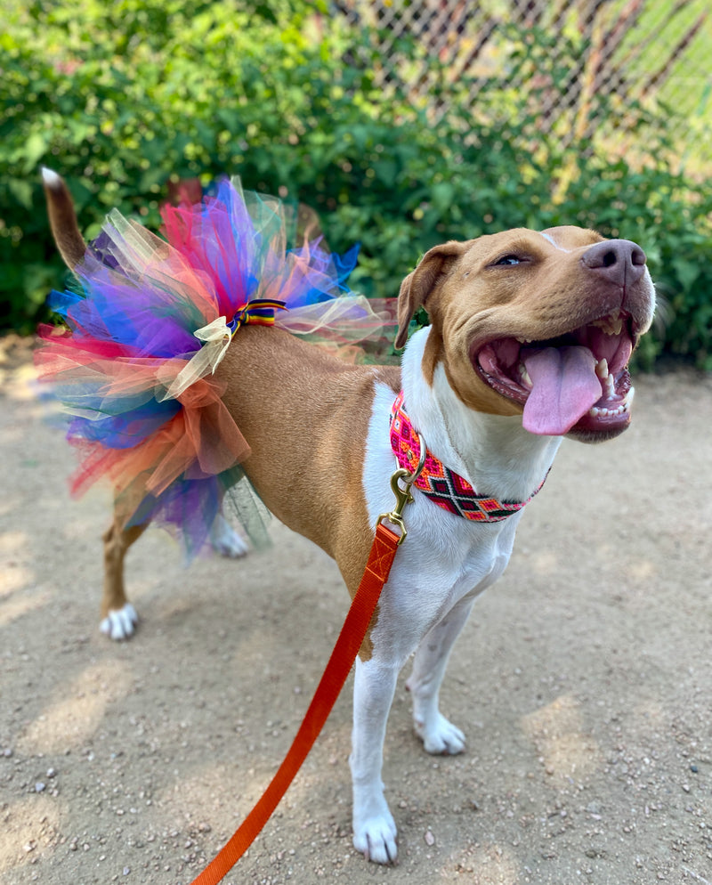 neon the rescue dog in rainbow pride tutu