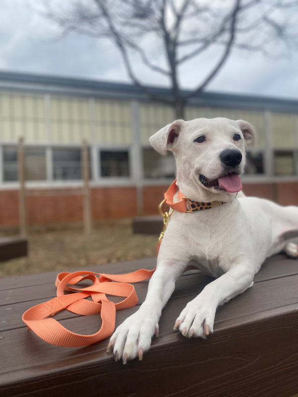 Leopard and Peach Martingale Collar