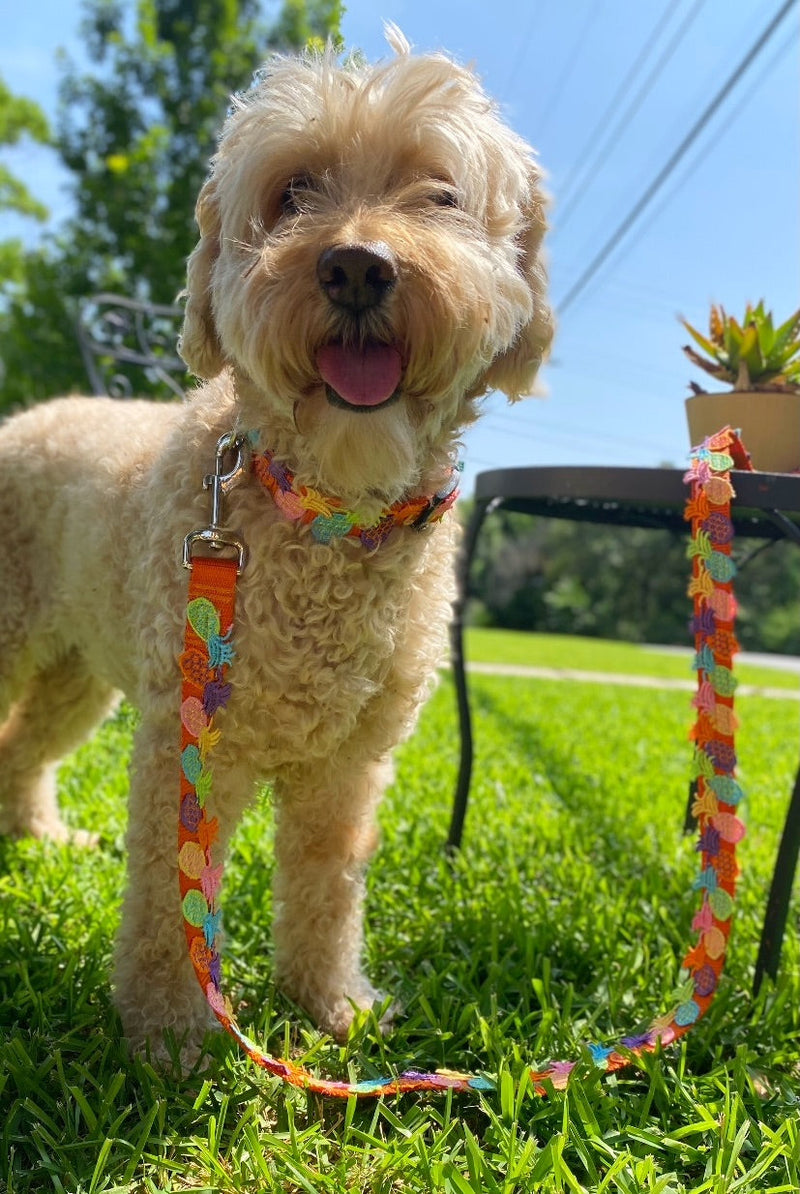 Pineapple Party Collar + Leash