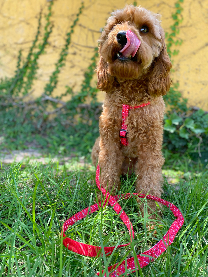 Red Poppy Leash