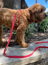 Red Poppy Leash