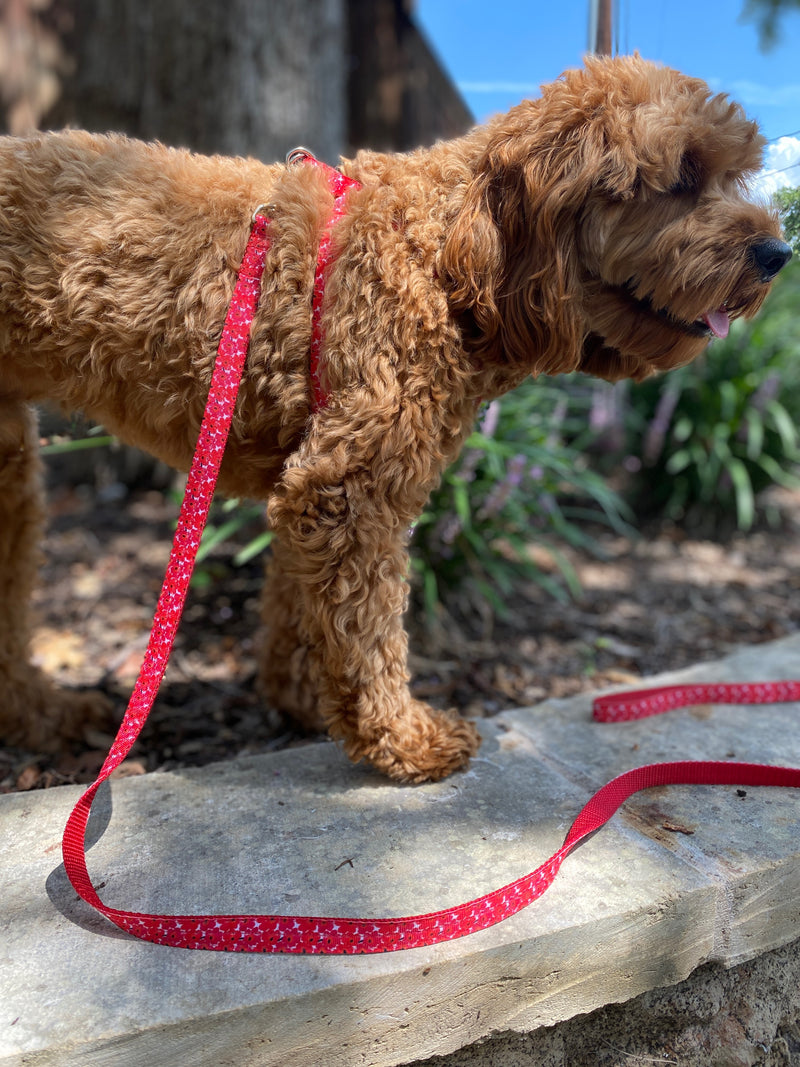 Red Poppy Leash