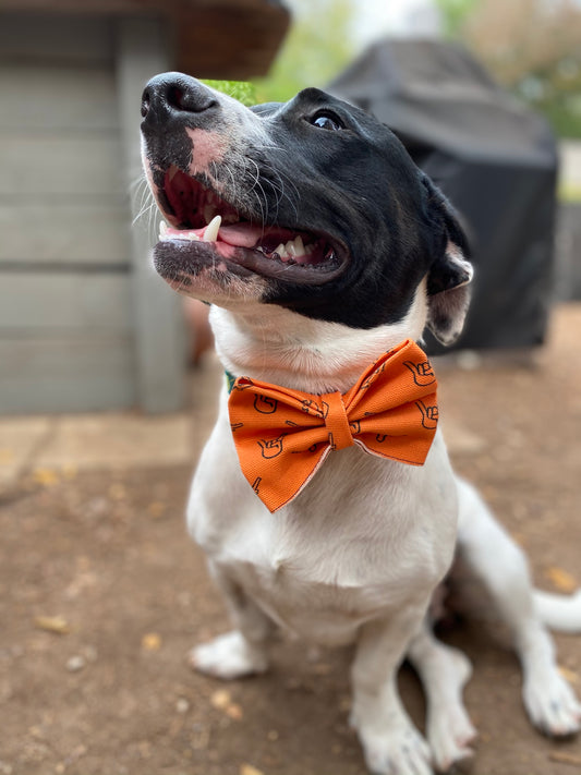Rescue Mix in UT Dog Bow Tie Hook em Horns