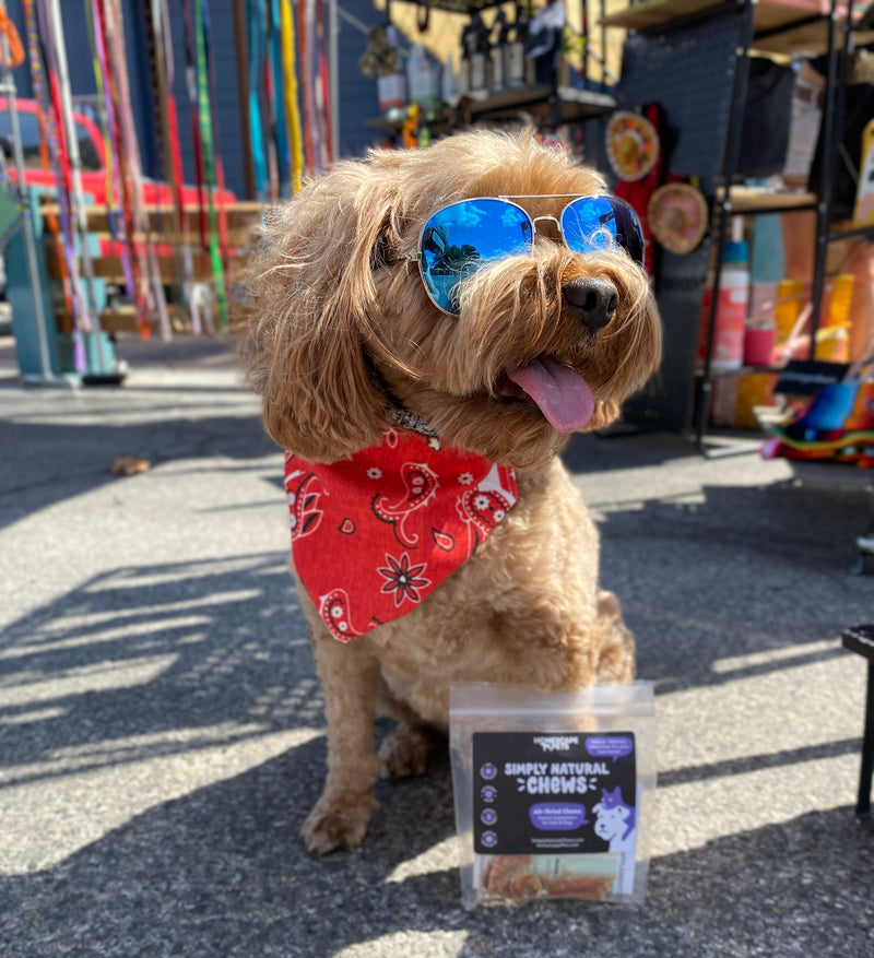 Dog Sunglass Retainer