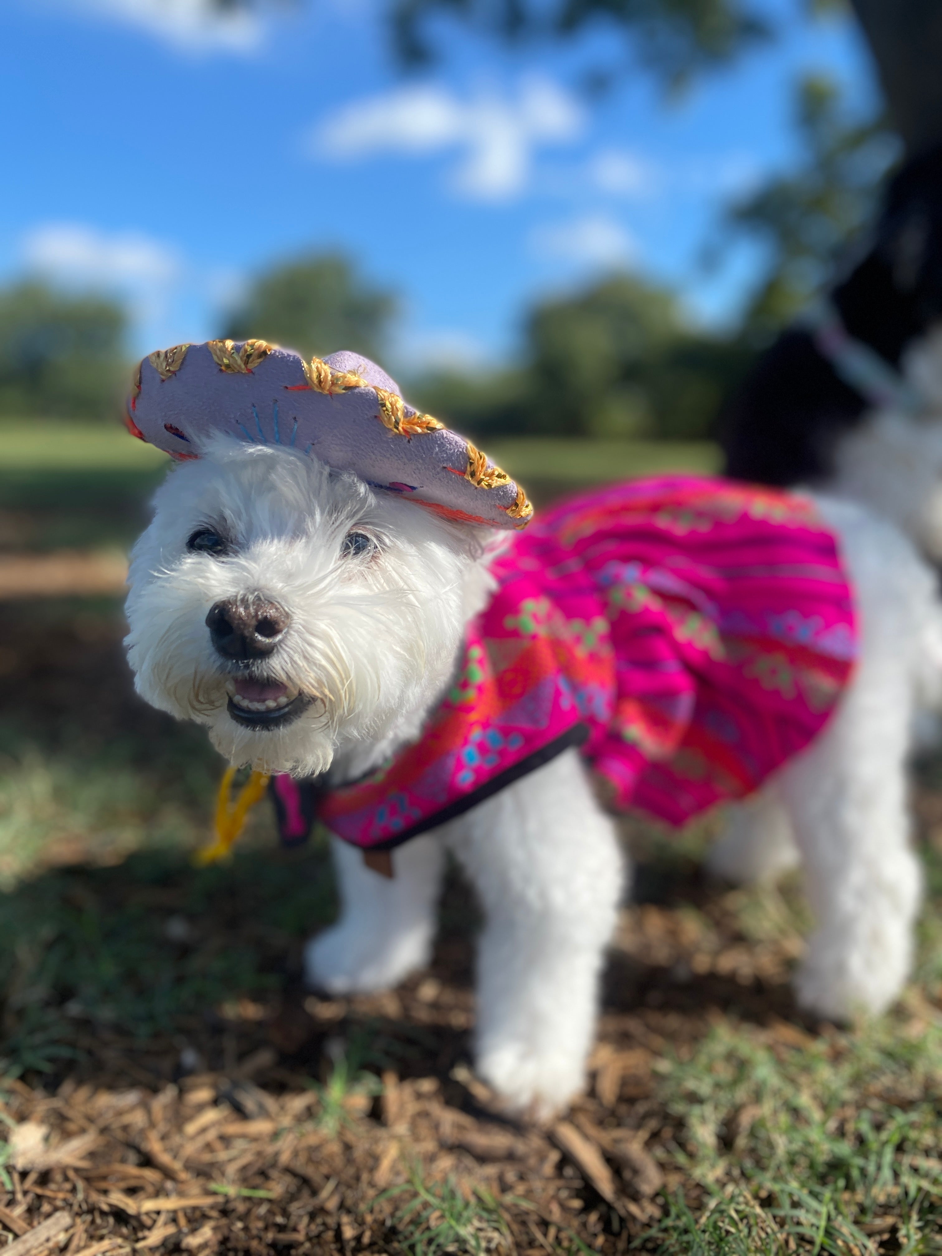 Mexican Sombrero Dog and Cat Hats