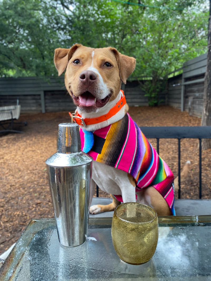 neonthemutt in pink mexican sarape 